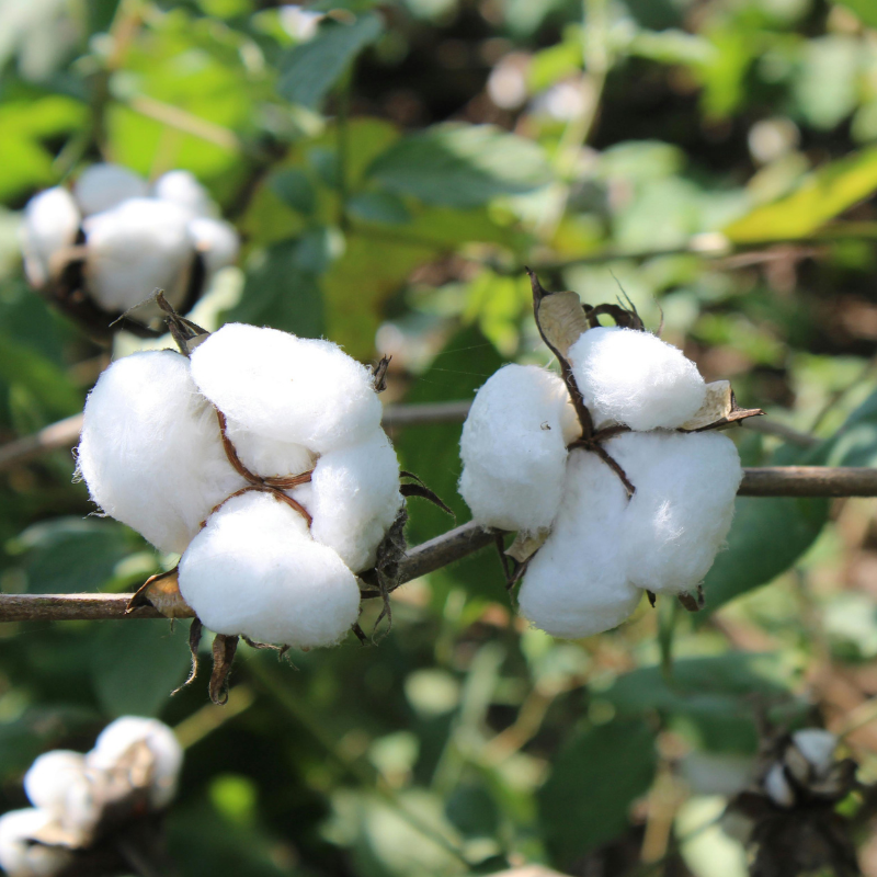 Cotton