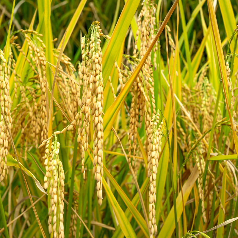 Rice