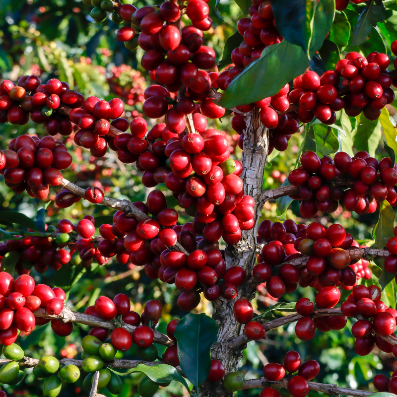 Coffee