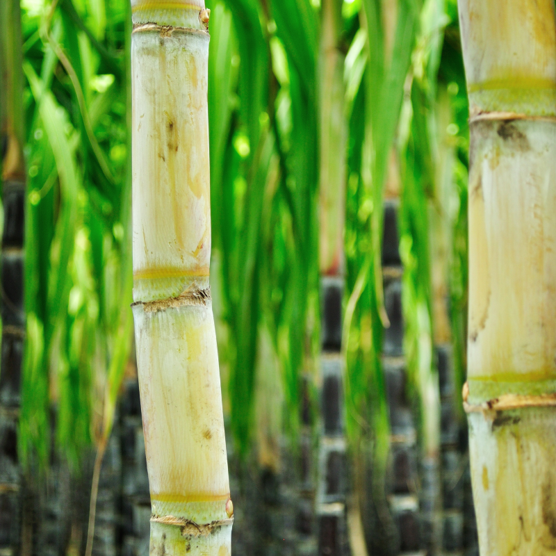 Sugarcane