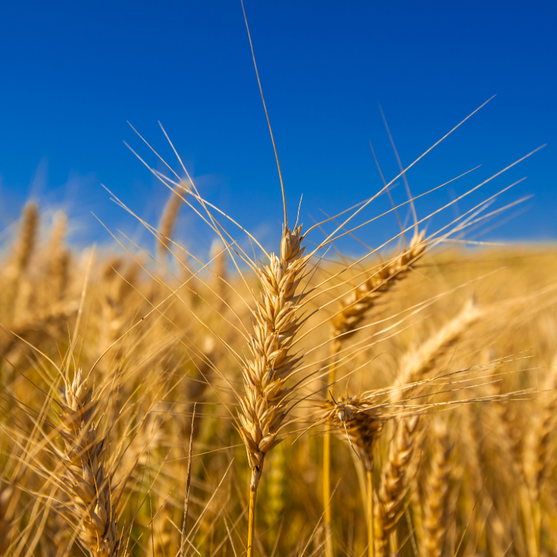 Wheat